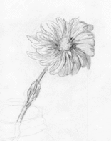 daisy.gif