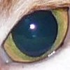 spark Avatar