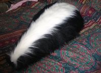 skunk2.jpg
