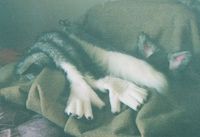 yinwolf1.jpg